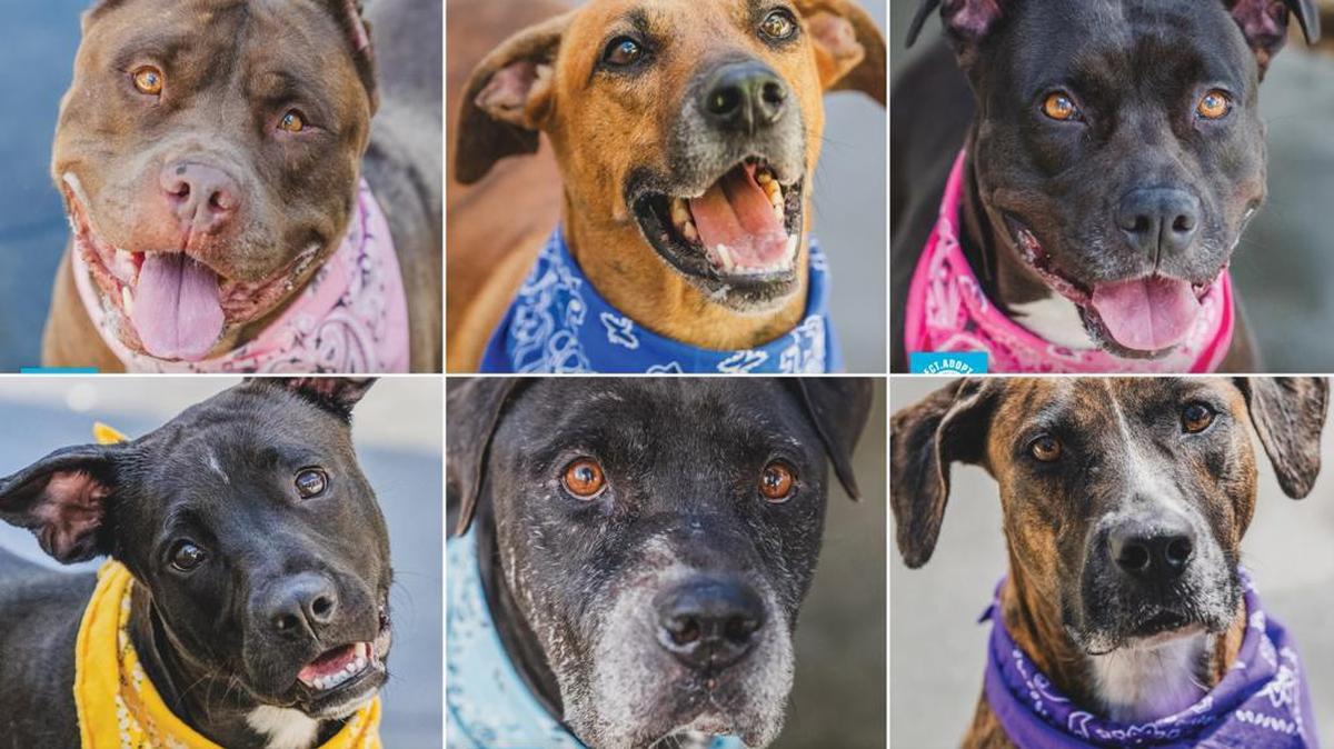 Miami-Dade County Animal Services Department, in partnership with the Miami-Dade Public Library System, announced the launch of the third annual “Presents for Pets” holiday drive.