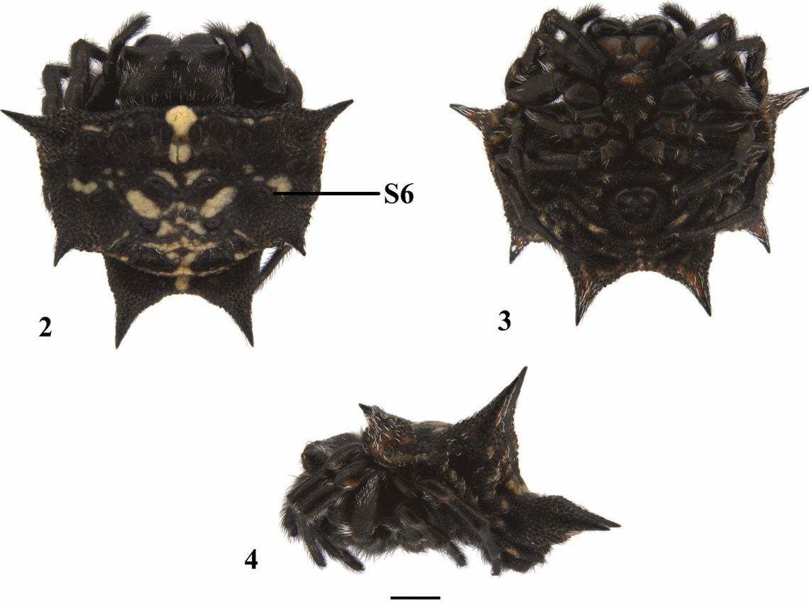 A female Isoxya manangona.