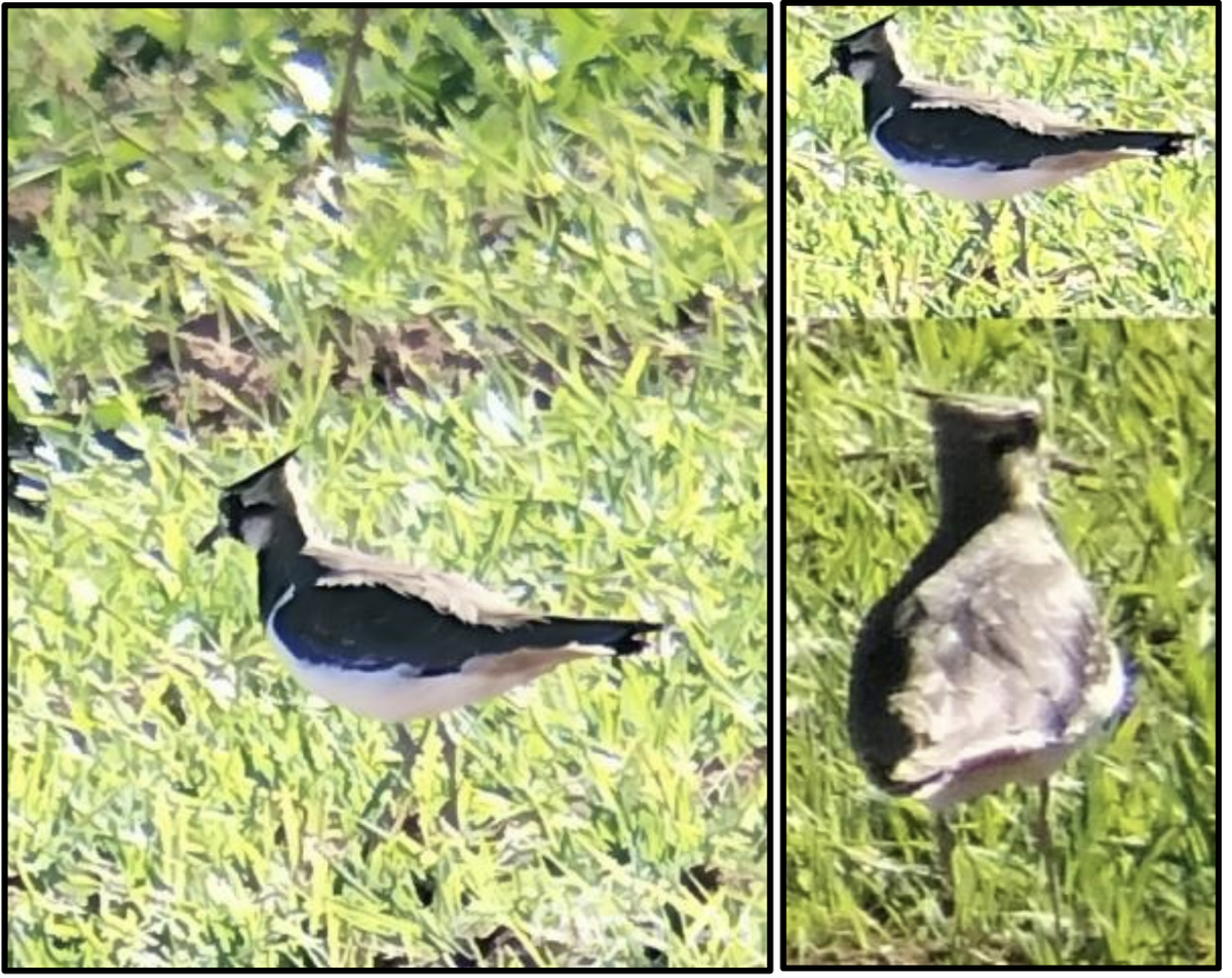 The Northern Lapwing is dark green on its back and white on its belly, with an identifiable crest.