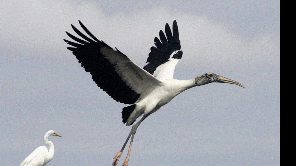 Un tántalo planea para aterrizar en la Big Cypress National Preserve.