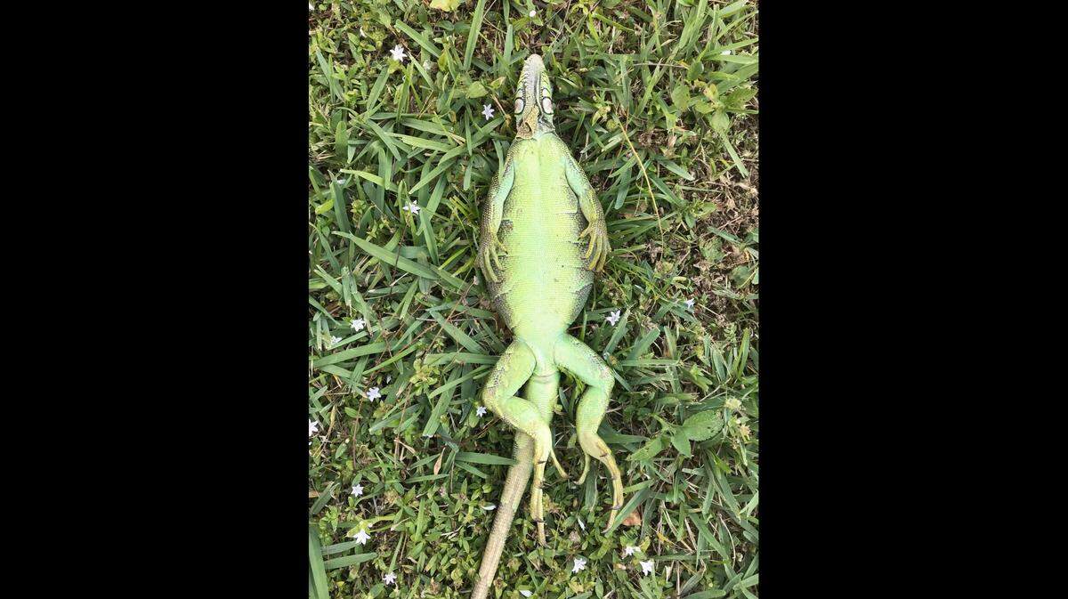 An iguana was found frozen in a backyard of a Palm Springs home early Wednesday. It’s just one of many residents are finding after a cold front swept through Florida overnight, dropping temperatures into the 30s and 40s. The iguanas are not dead. They will wake up once the weather gets warmer.
