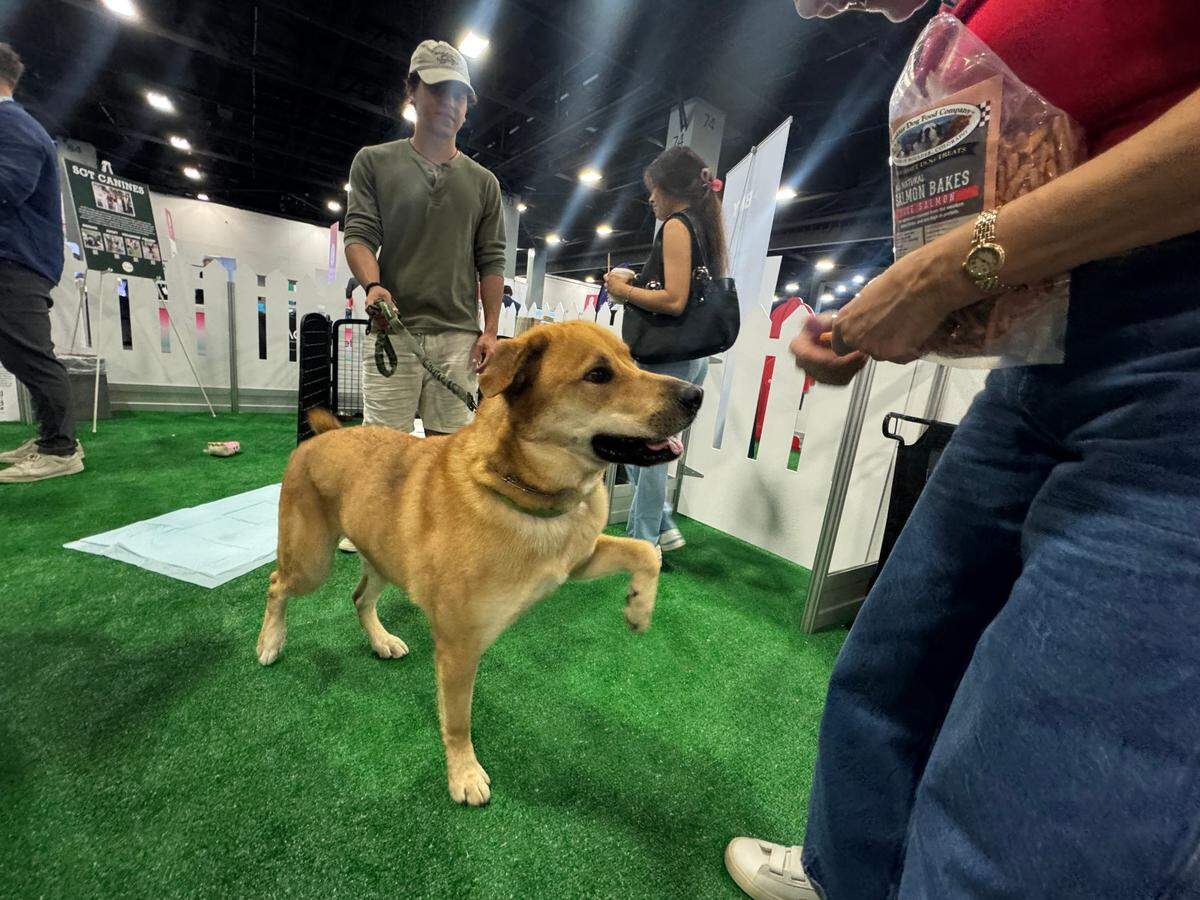 Sultán, de tres años, espera una golosina mientras se toma un descanso de caminar por la 11na conferencia anual eMerge Americas en Miami Beach el viernes 28 de marzo de 2025. Sultán es uno de varios perros y cachorros rescatados que estuvieron en la conferencia, con la esperanza de ser adoptados.