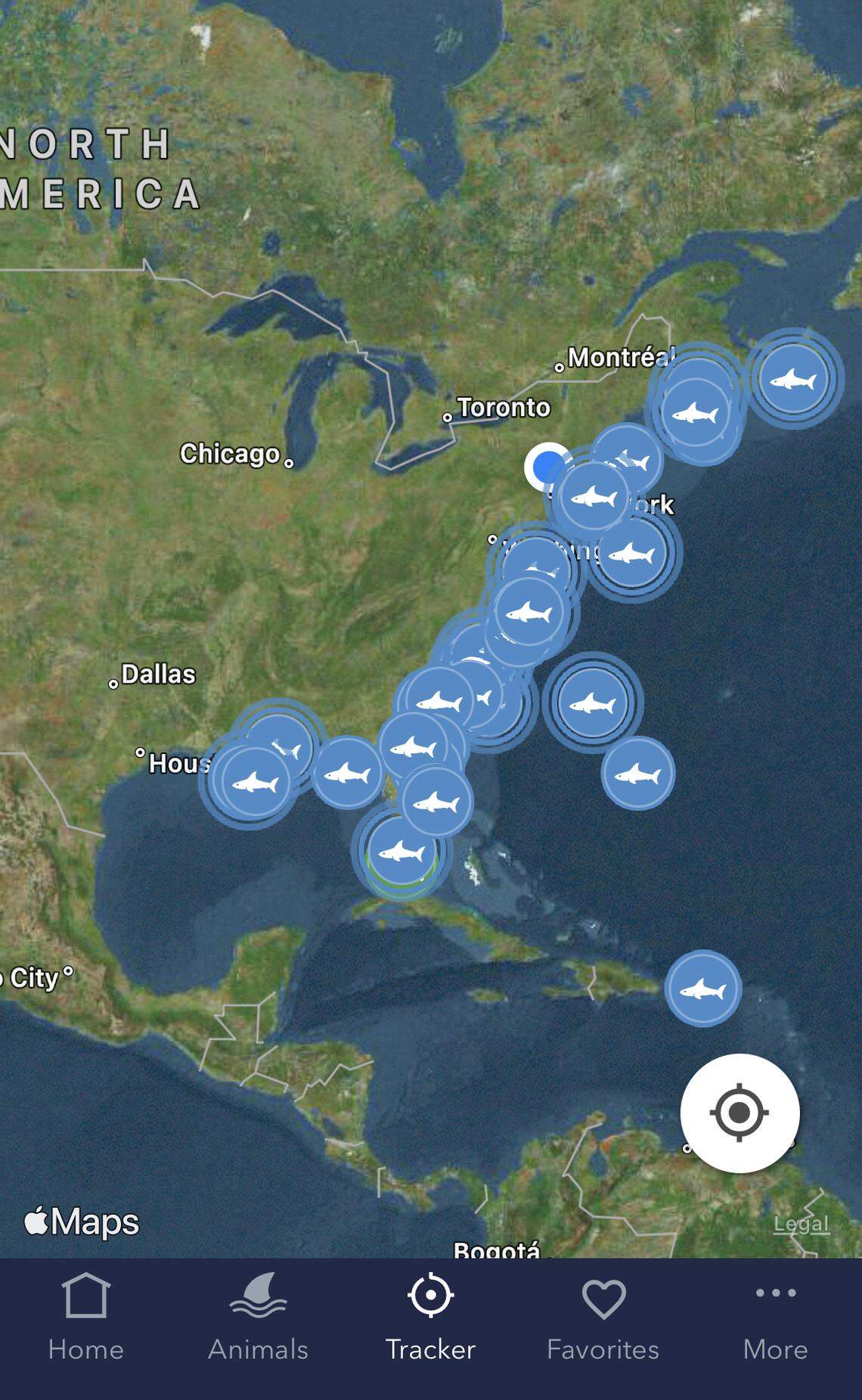 OCEARCH’s shark tracking app view.