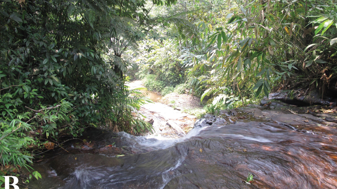 In the forests of northwestern Vietnam, a small, sticky creature hops from leaf to leaf.
