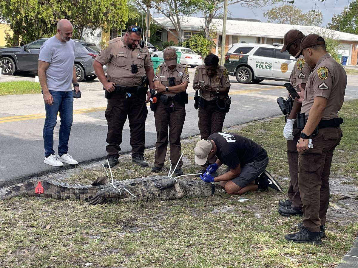 A female crocodile from Highland Oaks Park in Miami-Dade was relocated after approaching homes, sparking debate among residents.