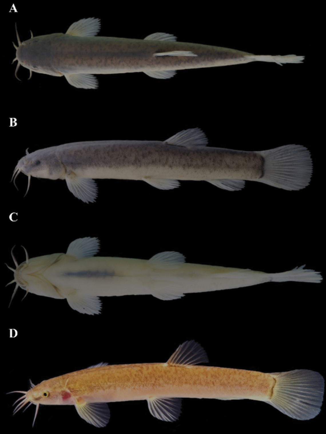 The species is a light yellowish brown color in life, but when exposed to light the fish darkens, researchers said.