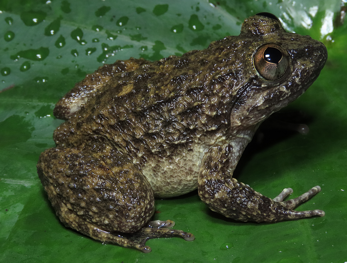 The Maanyan creek frog has a stocky body covered with wrinkles, researchers said.