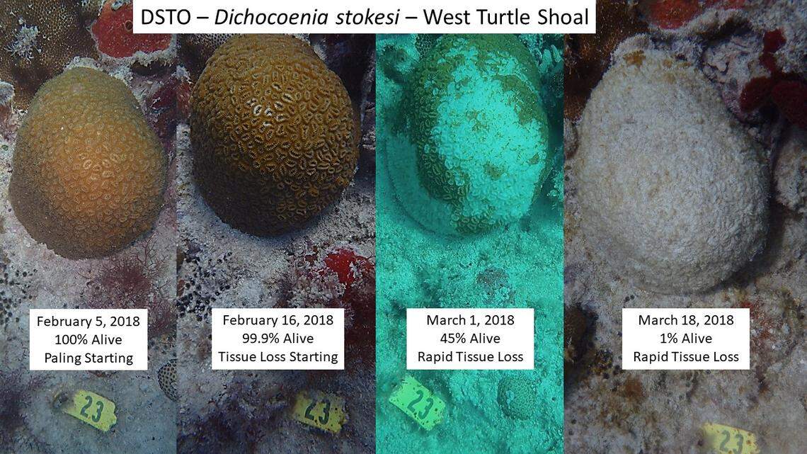 Coral researchers tracked the death of this coral off Marathon east of the Seven Mile Bridge between February and March. This week scientists discovered the disease has moved west to the Lower Keys.