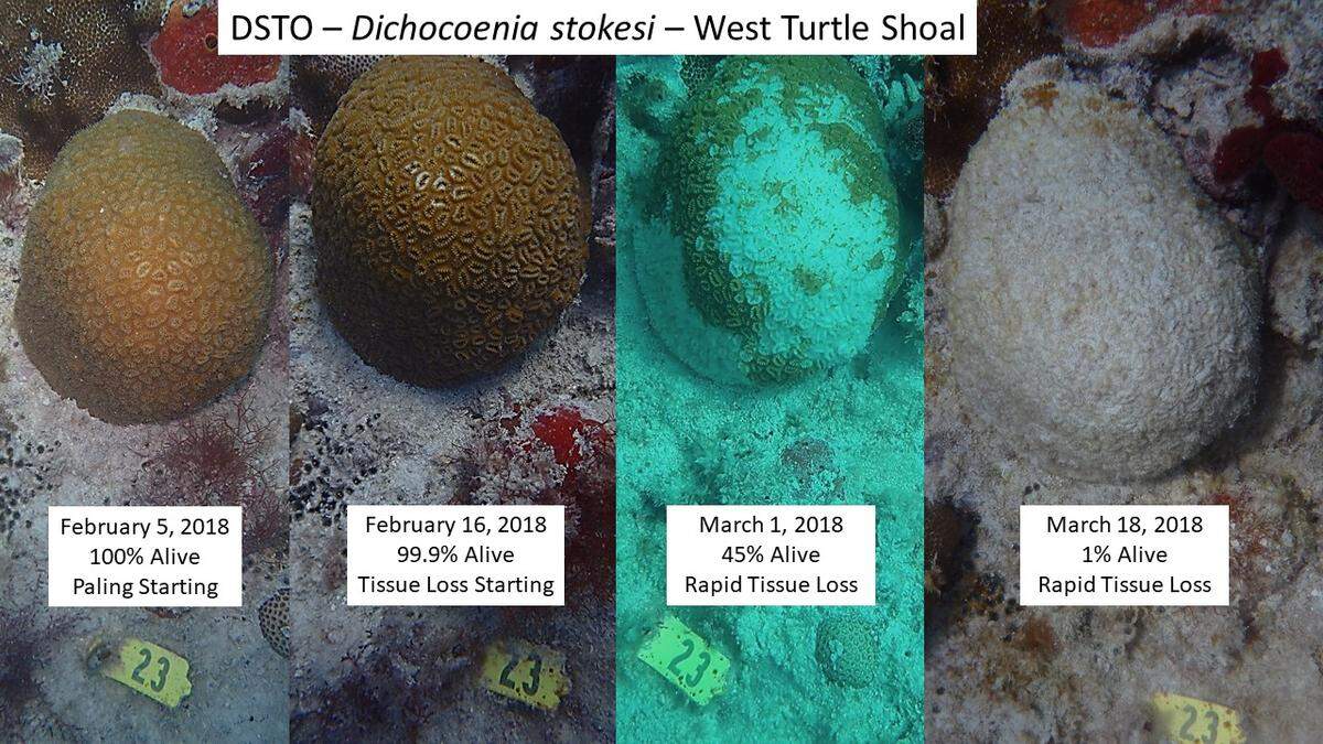 Coral researchers tracked the death of this coral off Marathon east of the Seven Mile Bridge between February and March. This week scientists discovered the disease has moved west to the Lower Keys.