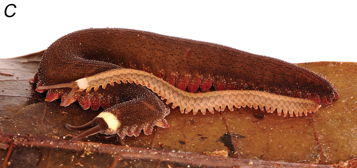 One worm gave birth after it was collected, and its yellowish baby showed the species has different colors during different stages of life compared to the brown mother.
