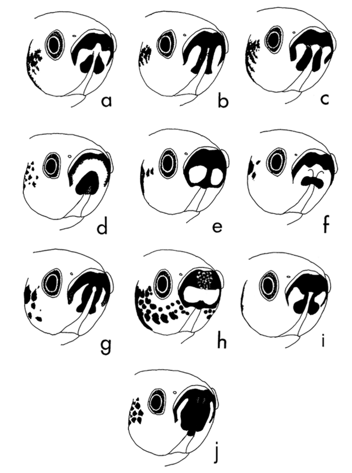 A diagram shows the throat patterns of black water fighting fish. Figure j shows the throat pattern of the new species, Andre’s betta fish.