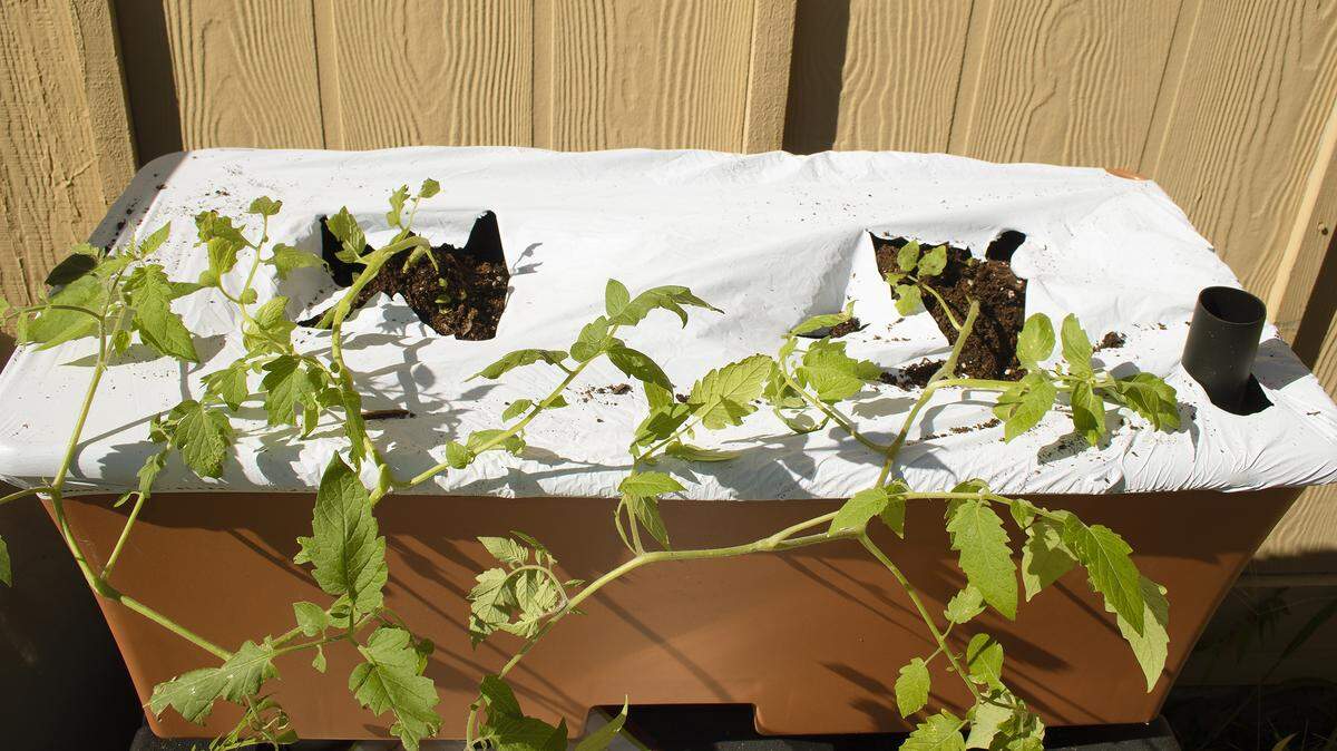 An EarthBox planted with two Juliet tomato varieties, before staking.