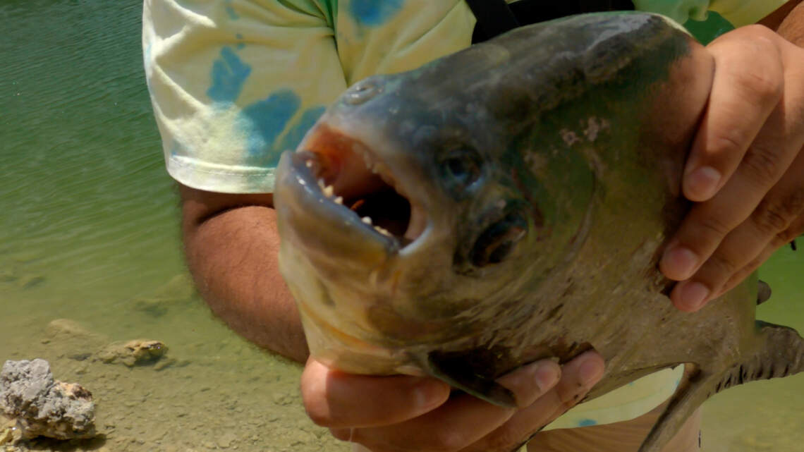 Surprise catch in Florida pond. It looked like a piranha | Miami Herald
