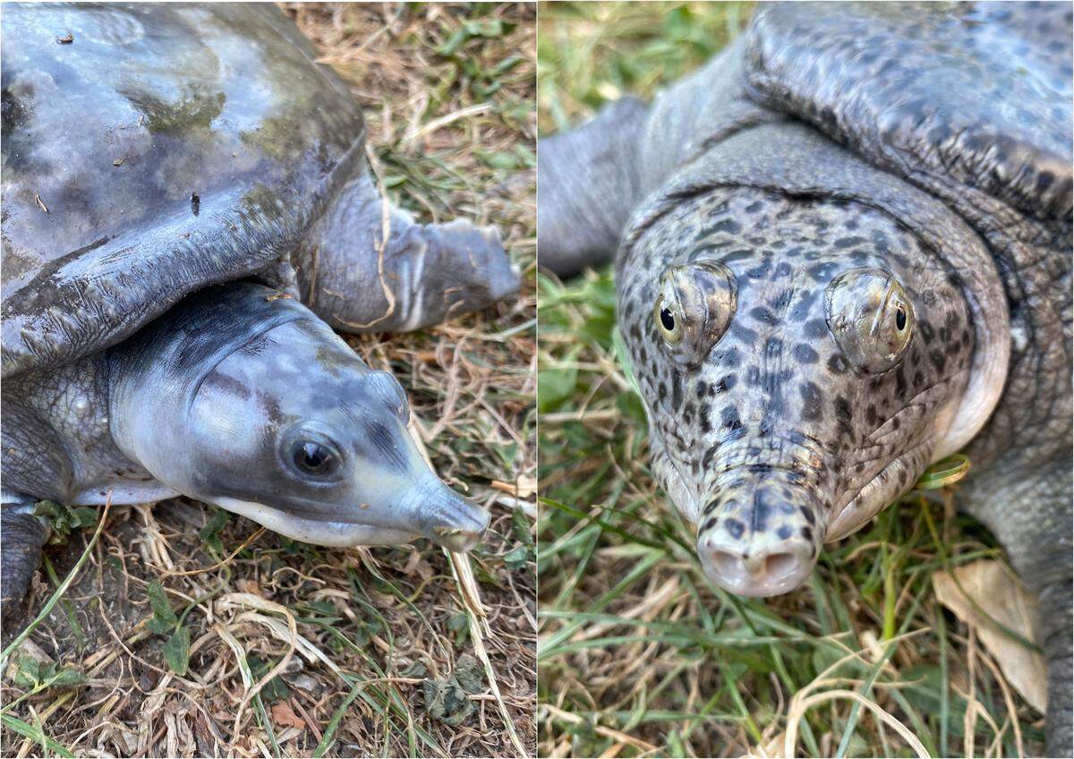 The turtle photographed in India (left) was believed to be a Burmese peacock soft-shelled turtle (right), but it was actually a different species known as N. hurum.