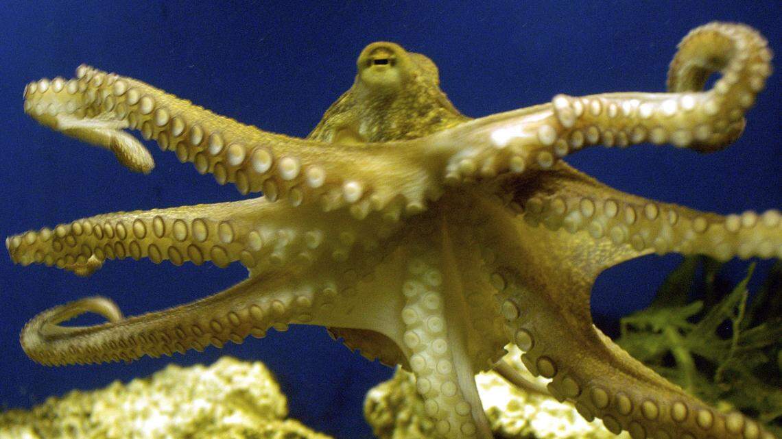 Syllipsimopodi bideni, a 10-armed ancestor of modern octopuses, like this one at a German zoo in 2005, has been named after President Joe Biden, scientists said.