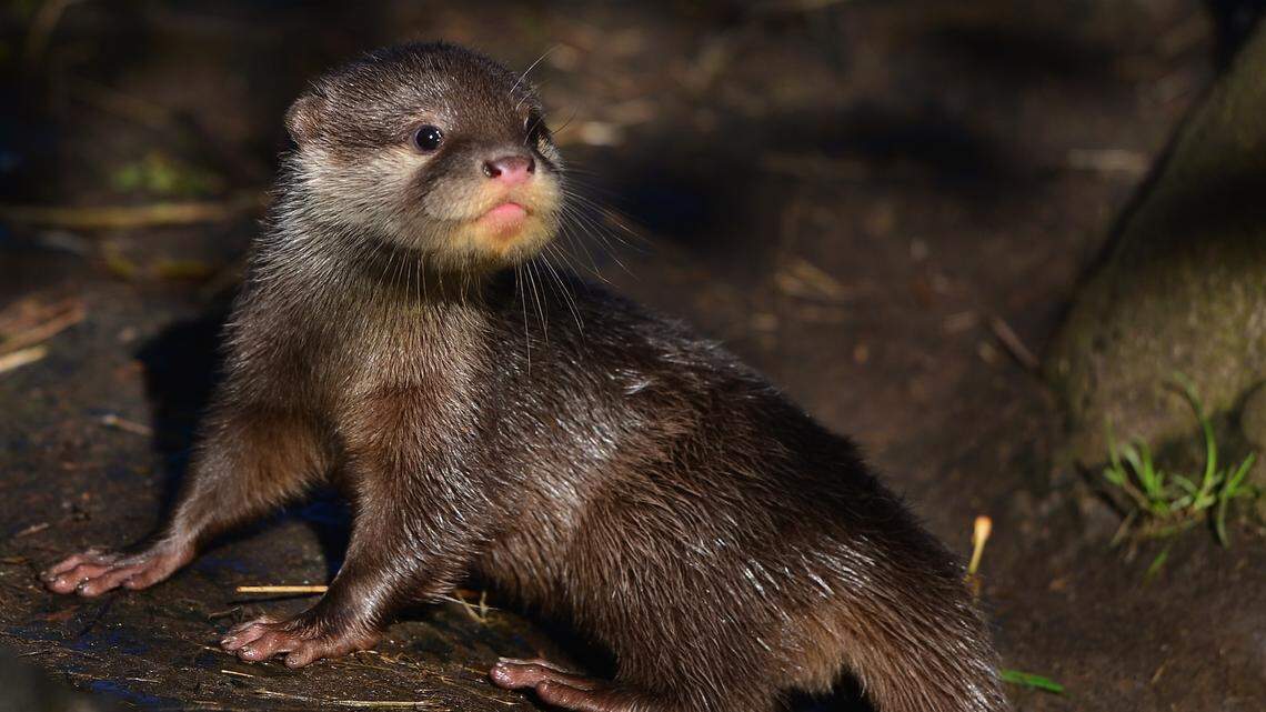 Otter Hides Overnight Inside Garden Center, Staff Surprised