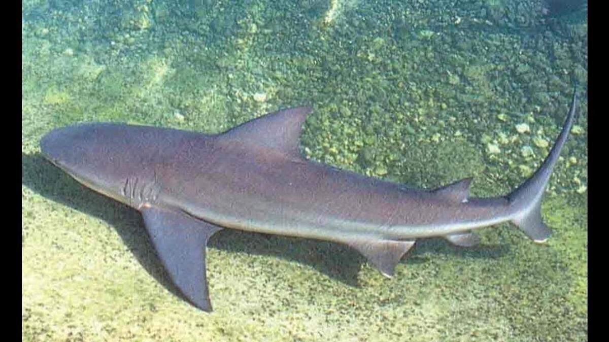 Bull sharks are one of the most commonly found sharks in the Florida Keys.