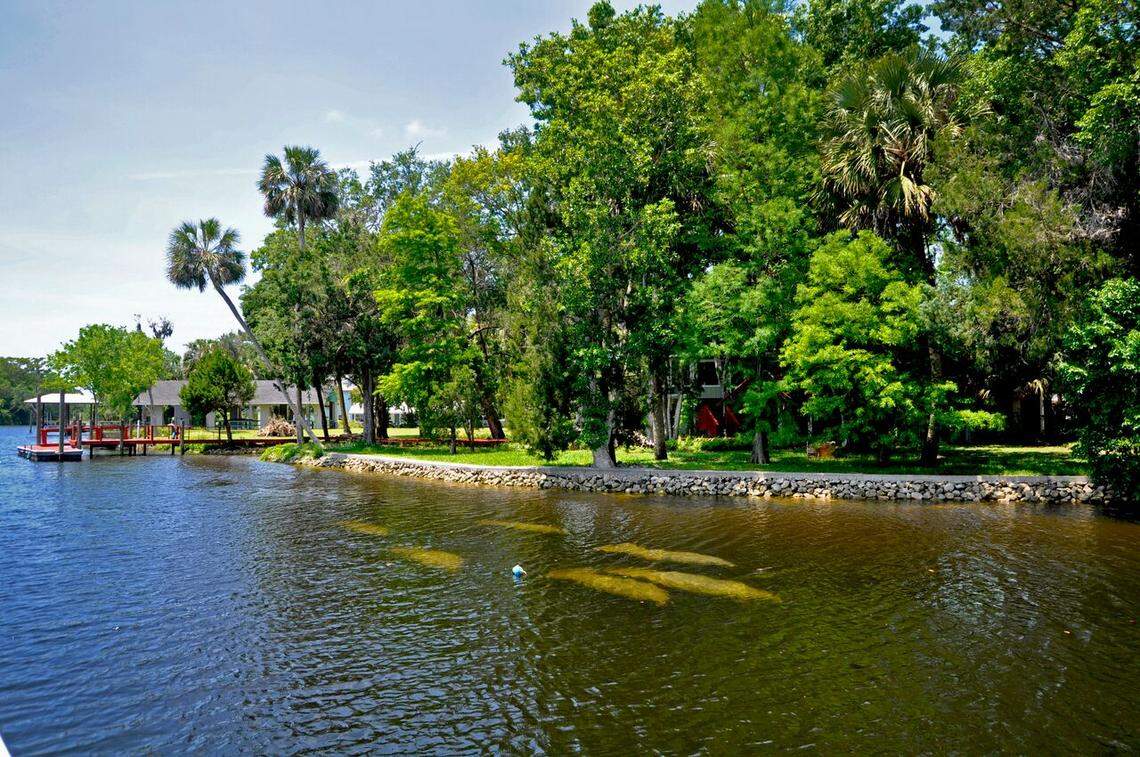 Yankeetown sits on the north bank of the Withlacoochee River, where manatees like to swim.