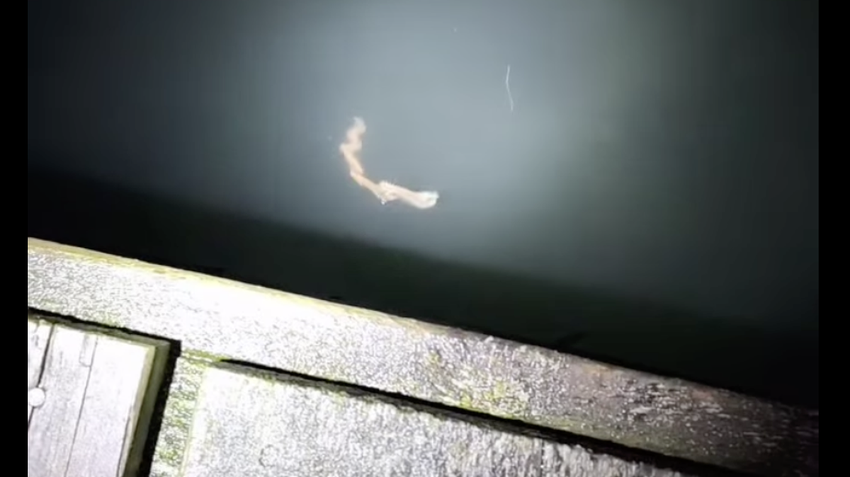 An alien-like creature appeared off Canada’s coast. What is it?