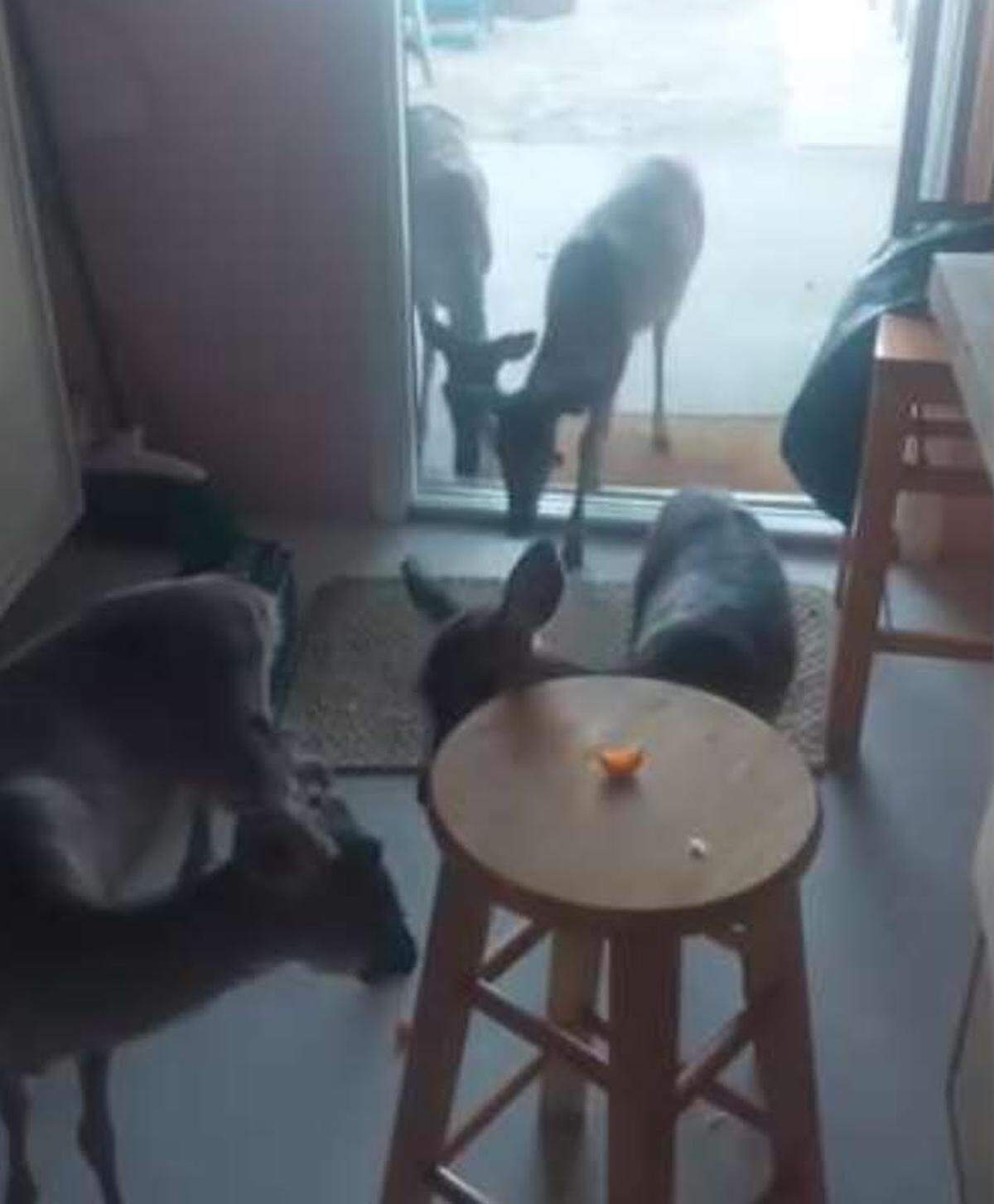 A photograph a Florida Keys man posted on his Facebook page on Nov. 16, 2023, shows several Key deer hanging out inside his Big Pine Key home, according to Florida fish and wildlife officers.