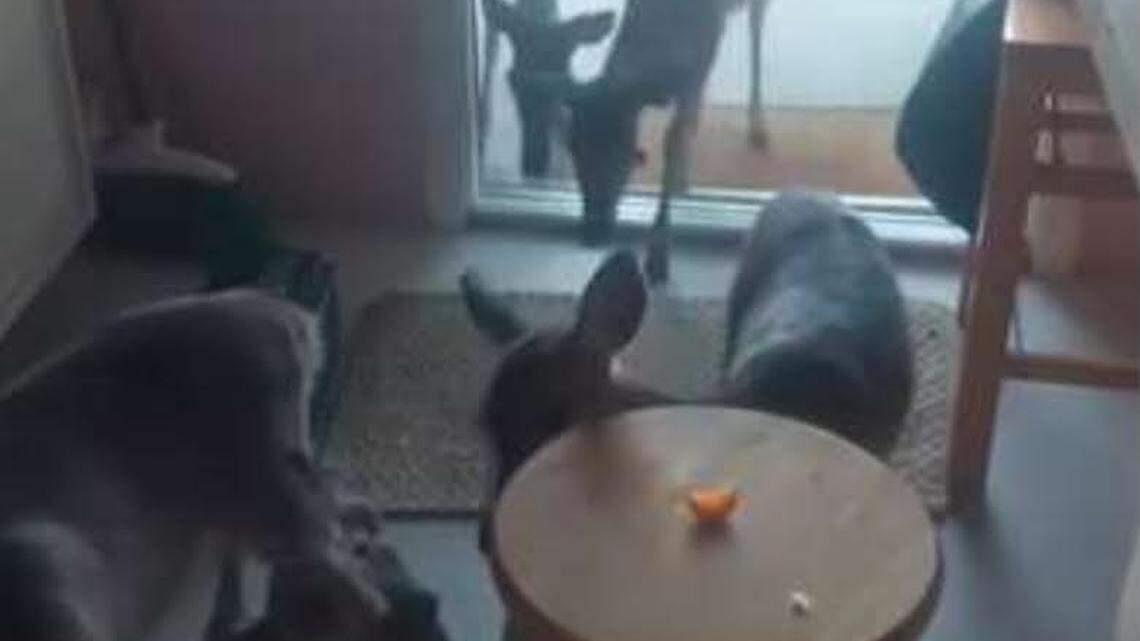 A photograph a Florida Keys man posted on his Facebook page on Nov. 16, 2023, shows several Key deer hanging out inside a Big Pine Key home, according to Florida fish and wildlife officers.