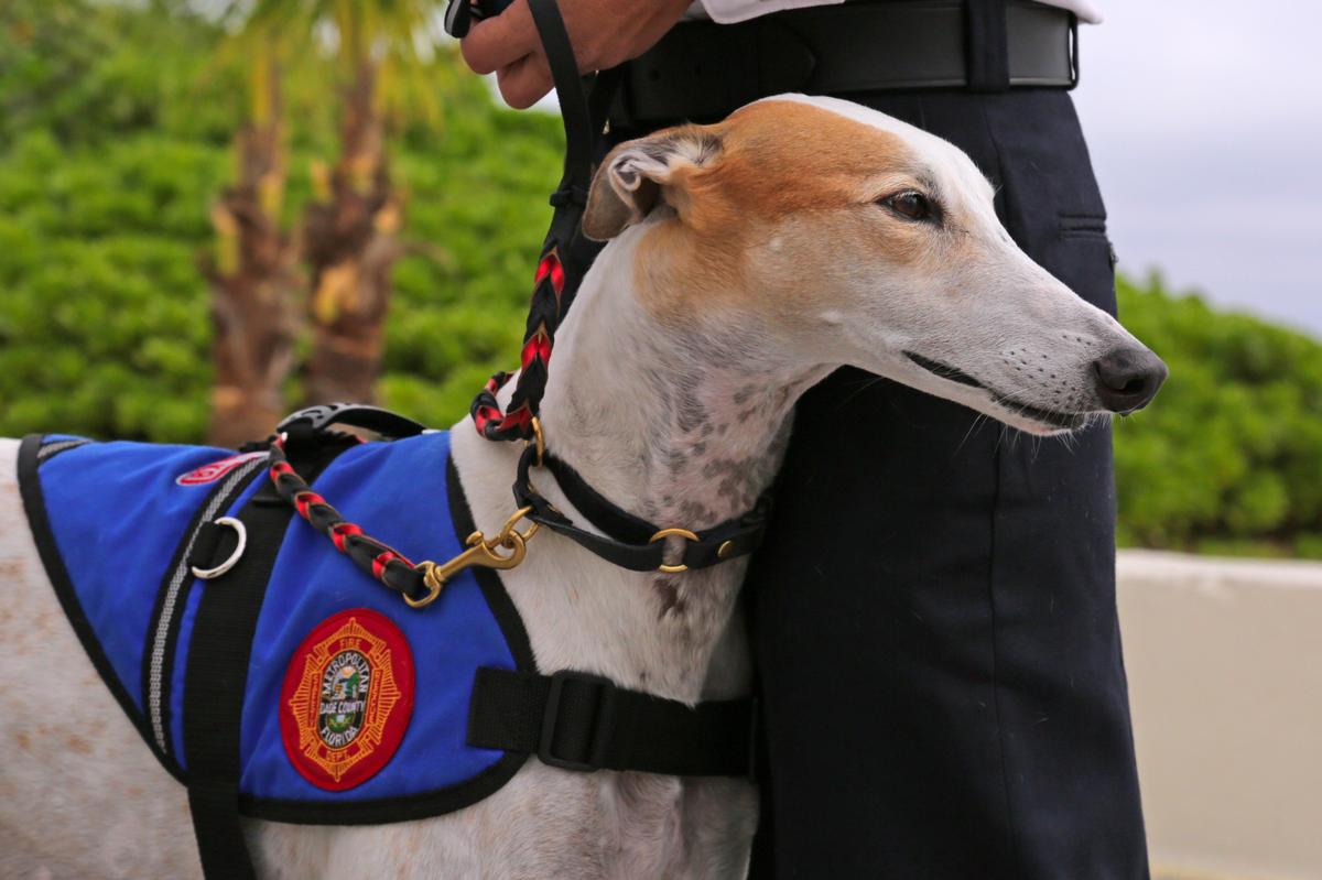 Charlie, a rescue Greyhound and ambassador of the Miami-Dade Fire Rescue Peer Support Response K9 program, attends the announcement of the program’s expansion at the MDFR Ocean Rescue Station in Haulover Park on Monday, November 18, 2019,