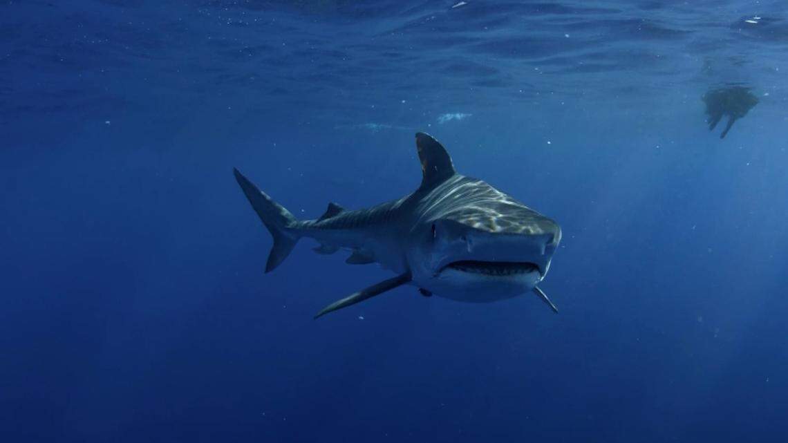 The surfer was bit on the face when he fell into the water, Florida officials told news outlets.