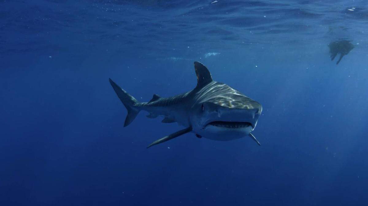 The surfer was bit on the face when he fell into the water, Florida officials told news outlets.