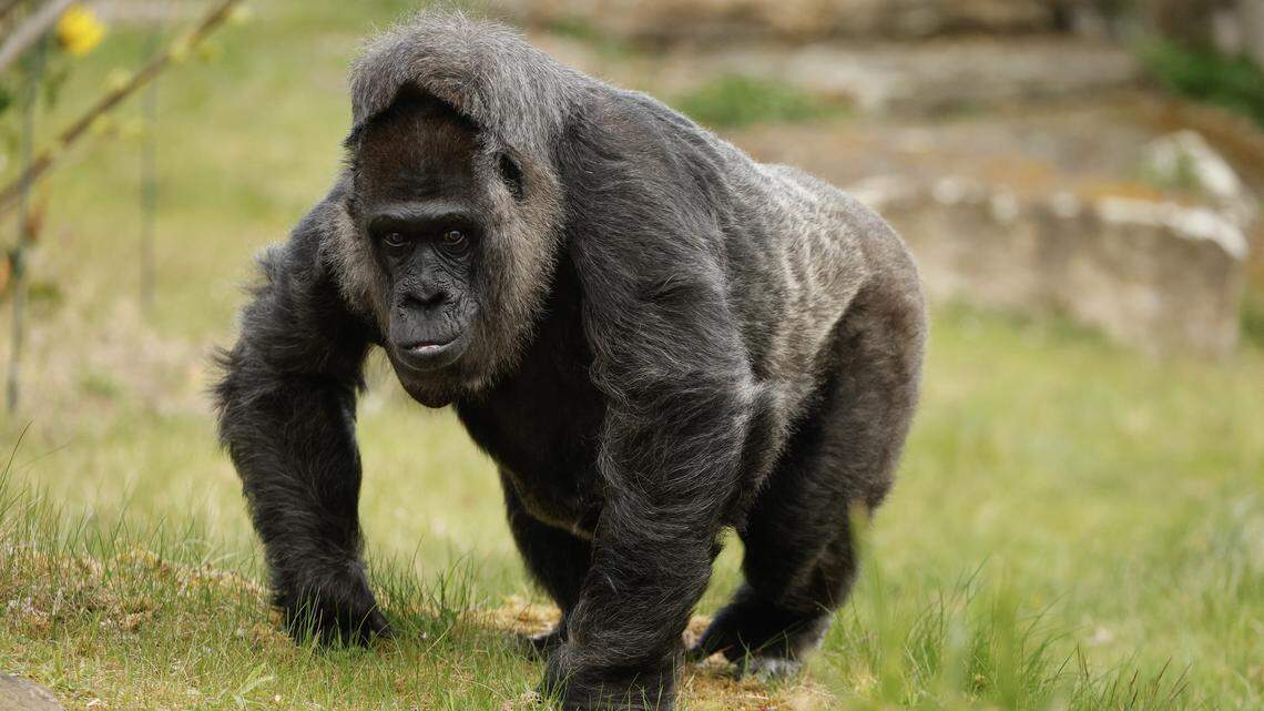 Gorilla lady Fatou, the oldest of Berlin's zoo and also considered to be even the world's oldest, arrives to discovers her birthday basket with a "gorilla food surprise" on April 11, 2025 in her enclosure at the zoo of Berlin, as she turns 68. (Photo by Odd ANDERSEN / AFP) (Photo by ODD ANDERSEN/AFP via Getty Images)