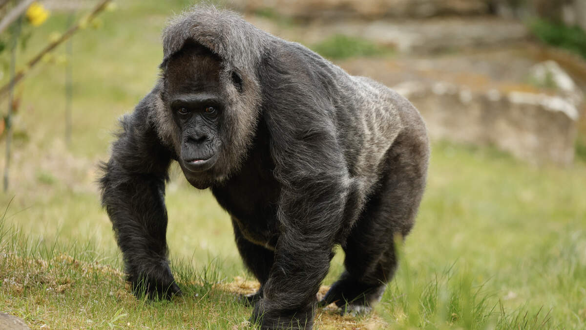 Gorilla lady Fatou, the oldest of Berlin's zoo and also considered to be even the world's oldest, arrives to discovers her birthday basket with a "gorilla food surprise" on April 11, 2025 in her enclosure at the zoo of Berlin, as she turns 68. (Photo by Odd ANDERSEN / AFP) (Photo by ODD ANDERSEN/AFP via Getty Images)