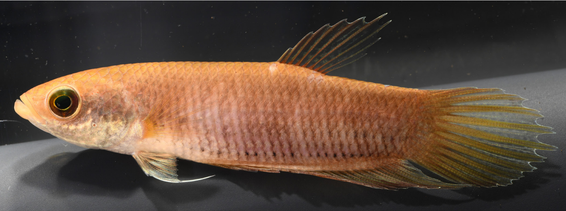 The betta andrei, or Andre’s betta fish, in an aquarium.