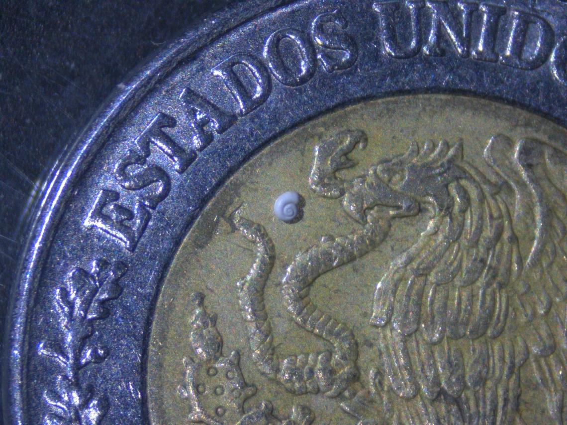 The shell, compared to a Mexican coin, is “extremely tiny” and may be the smallest ever found.