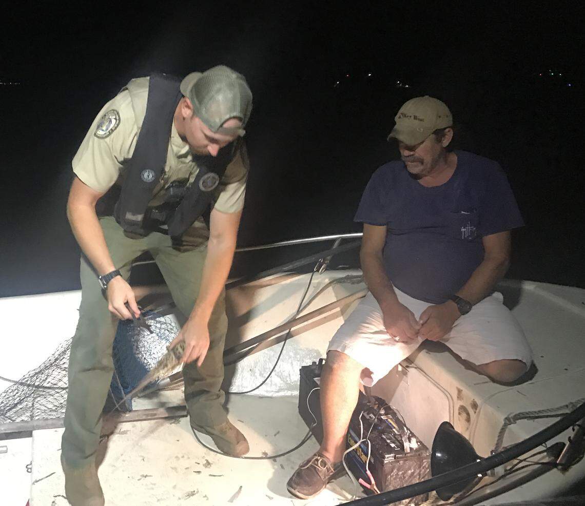 Florida Fish and Wildlife Conservation Commission Officer Garrett Jacobs measures a spiny lobster on a boat on the ocean side of Islamorada Wednesday night, July 24, 2019, during opening day of the two-day lobster miniseason.