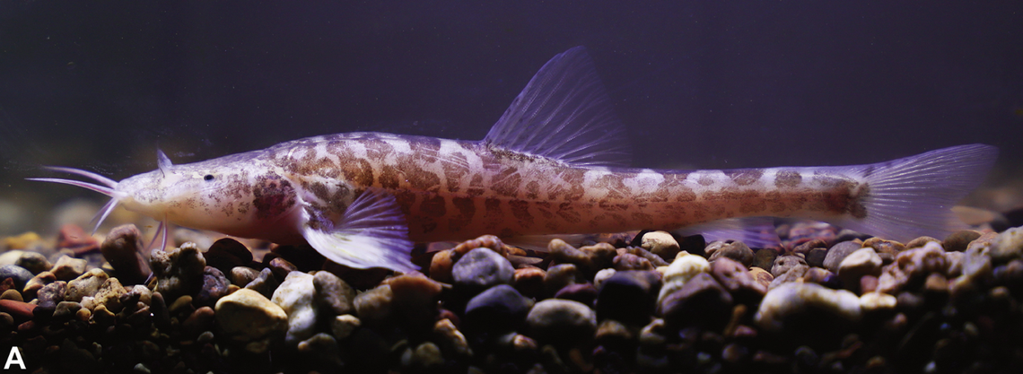 The fish has a semi-translucent body with brown splotches.