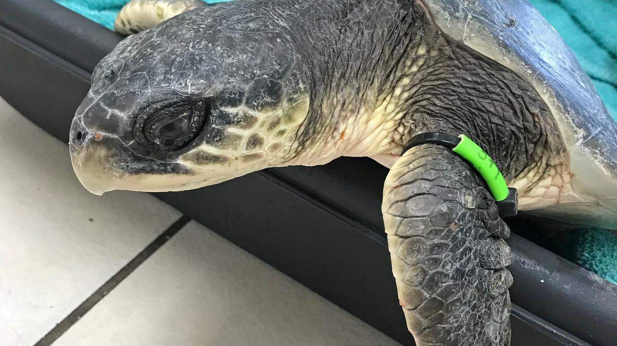 A cold-stunned Kemp’s ridley sea turtle attempts to climb out of its tub at the Turtle Hospital in Marathon Tuesday, Dec. 11, 2018. The reptile was one of 32 flown to the Florida Keys to be treated and warmed up after being rescued between late November and early December off Cape Cod, Massachusetts.