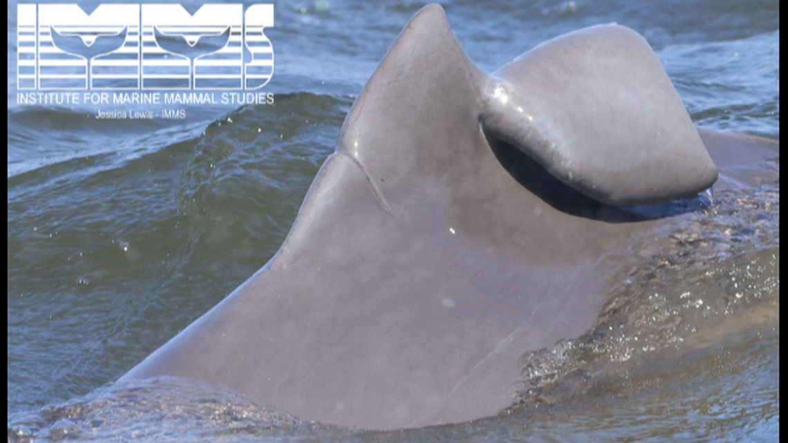 This very strange looking dorsal fin seen off the coast of Mississippi belongs to a dolphin named Floppy_Valley, according to the The Institute for Marine Mammal Studies in Gulfport, Mississippi.