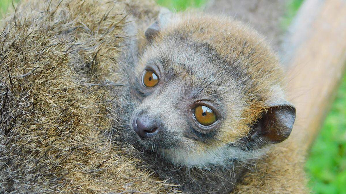 An endangered Mongoose lemur was born May 6, making it the first of that species to be born at Zoo Miami. The yet-to-be-named newborn is pictured June 7, 2020.