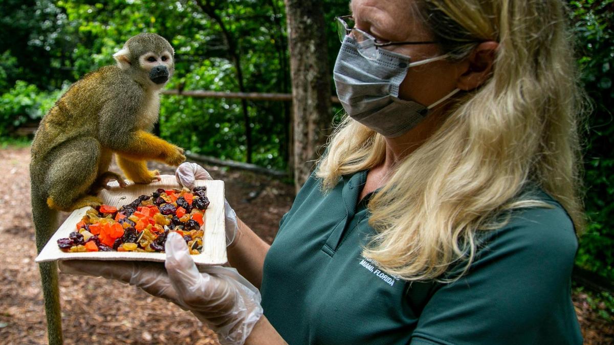 Sharon DuMond, cuya familia lleva 90 años administrando Monkey Jungle en el sur del Condado Miami-Dade, demandó a la Administración de Pequeñas Empresas de Estados Unidos (SBA). por denegarle una subvención destinada a ayudar a los locales con operadores en vivo afectados por el COVID.