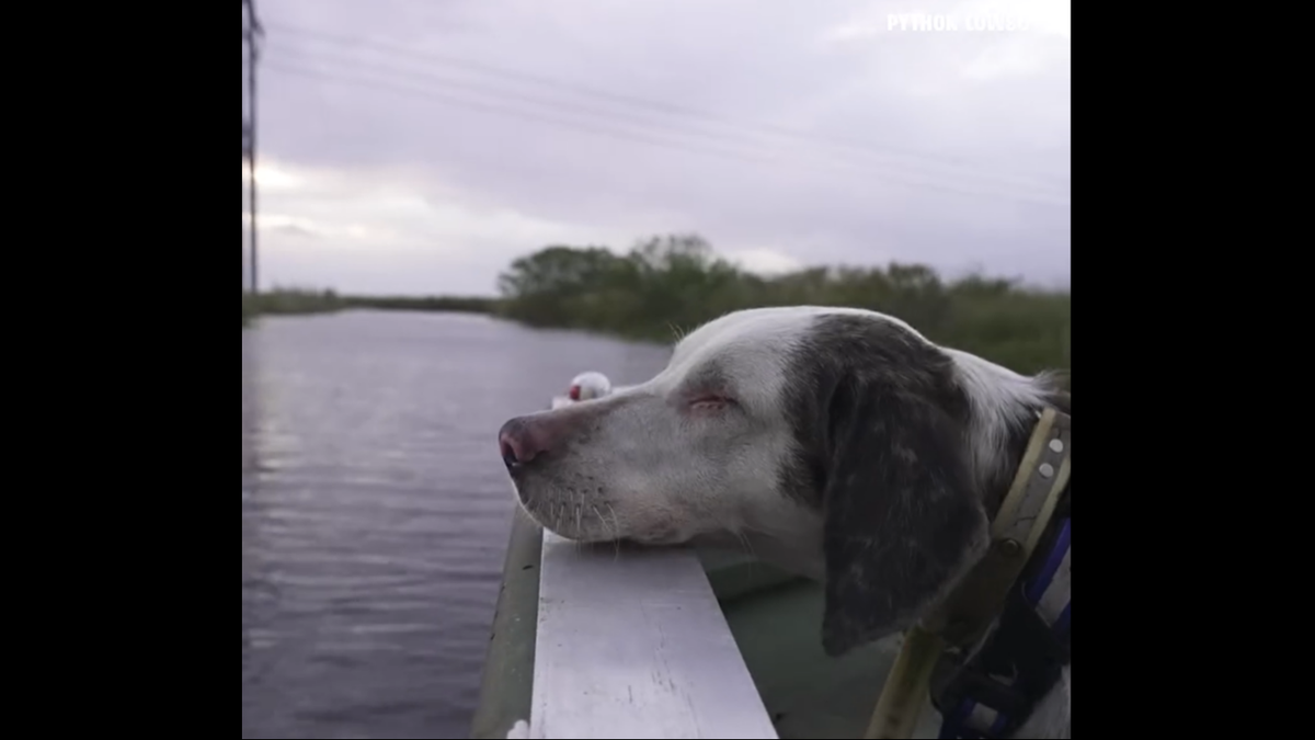 Trapper Mike Kimmel adopted Helen as a blind puppy in 2022 and has been training her to hunt pythons.