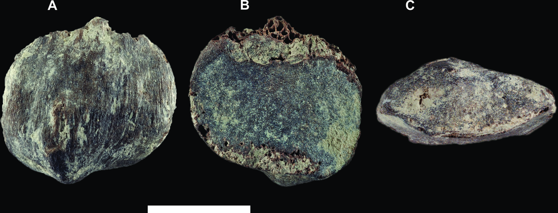 The patella, or kneecap, of the new species suggests it was very small, likely no more than 20 to 22 pounds, according to the study.