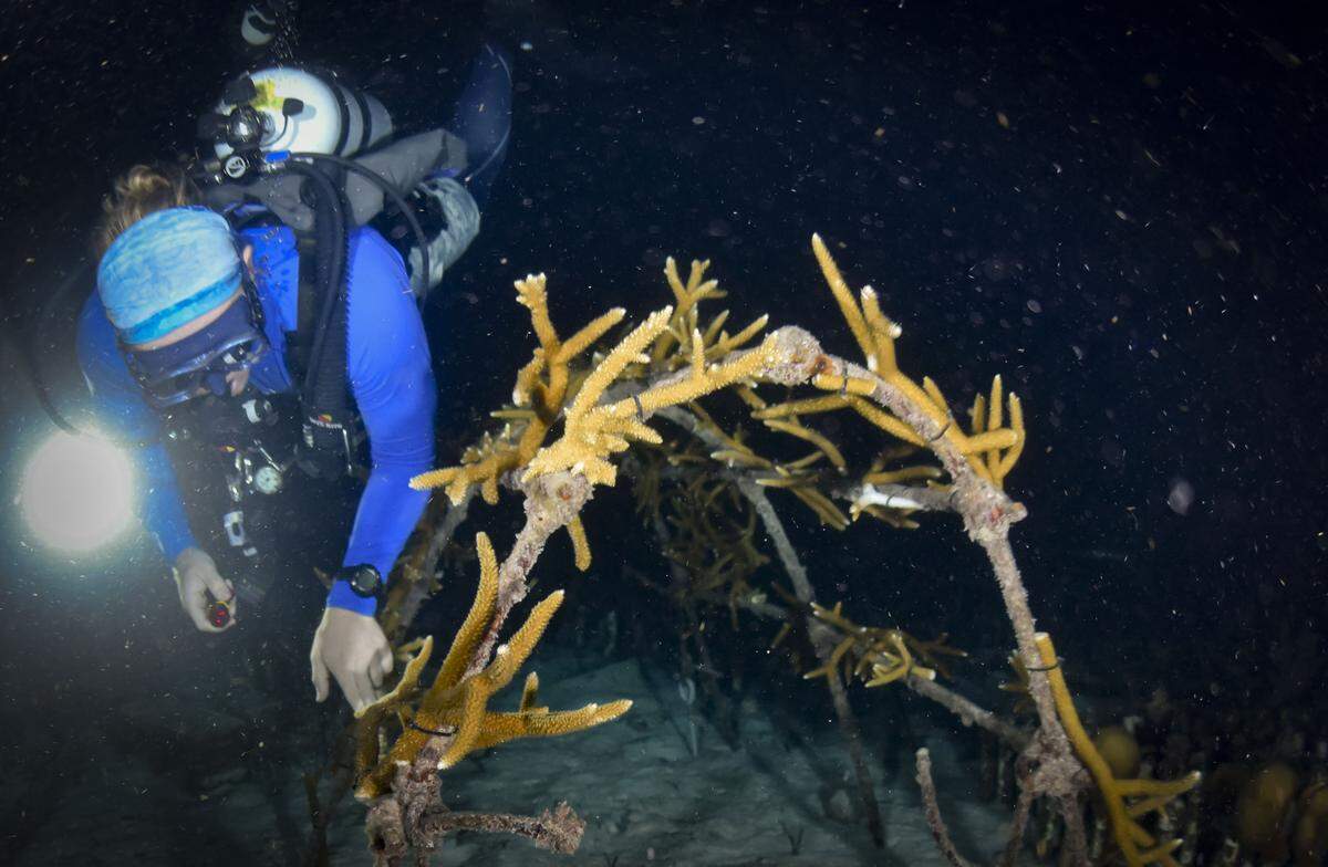 Alex Neufeld, Science Program Manager, points out a branch of spawning staghorn coral during the yearly coral spawning event on Tuesday, Aug. 12, 2025, at Spawning Alley, a nursery run by the Coral Restoration Foundation off of Key Largo, Fla. The bundles of egg and sperm work its way towards the top of the polyp to be released into the water column for mating, also called spawning.