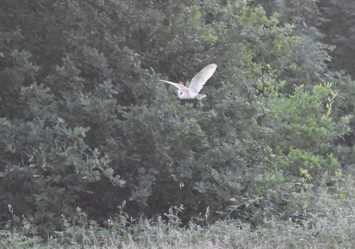 Another photo showing the barn owl in Hampstead Heath.