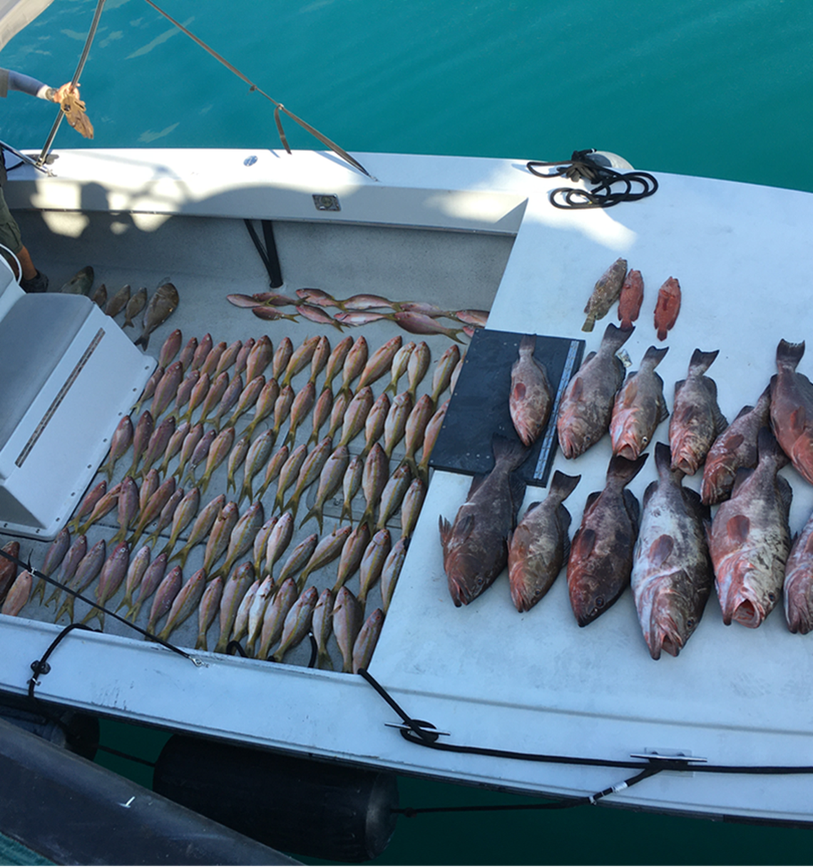 Florida fish and wildlife officers said they found this illegal catch after stopping a fishing boat with several men aboard near the Dry Tortugas off Key West