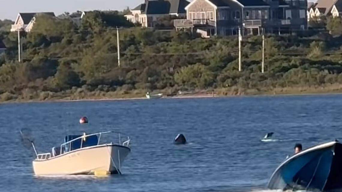 A “very large” shark was seen swimming in the Great Salt Pond in Rhode Island on May 26, according to the Atlantic Shark Institute.