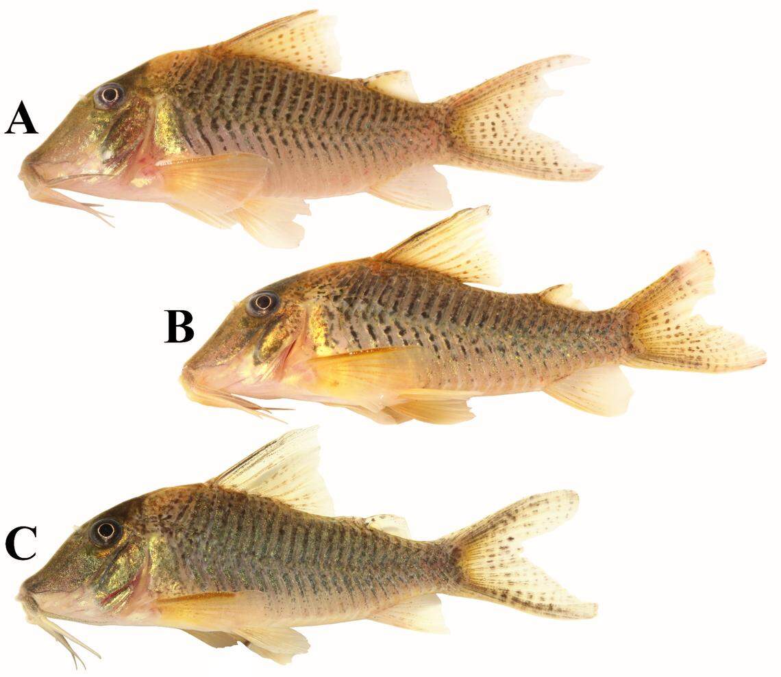 The catfish were found in small streams in Brazil’s Pará State, according to scientists.