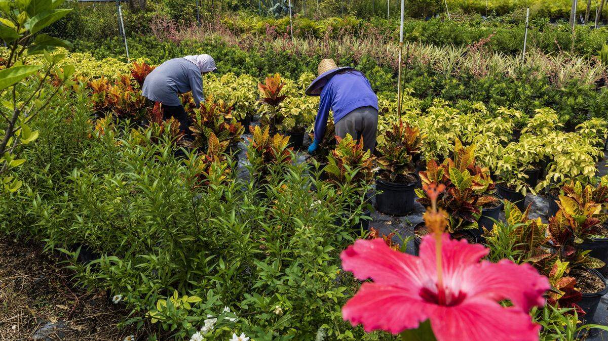 Aerial view of farm workers Roselia (left) and her daughter Cristal working at a plant nursery in the Homestead area, on Thursday , July 24, 2025.