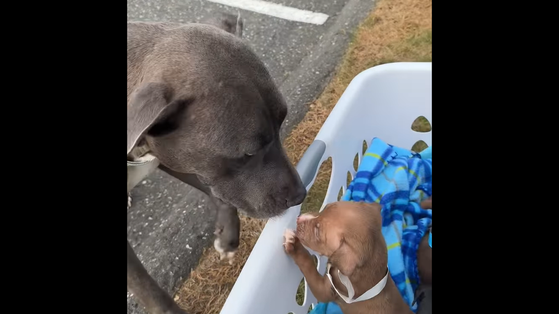 A mother dog was reunited with her puppies in Connecticut.