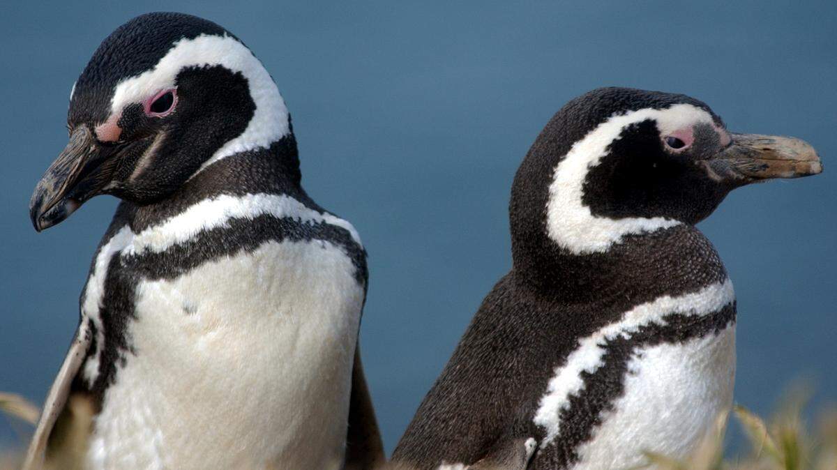 In this October 2003 photo Magellanic penguins are seen near Puerto Madryn, Argentina. (AP Photo/Natacha Pisarenko)