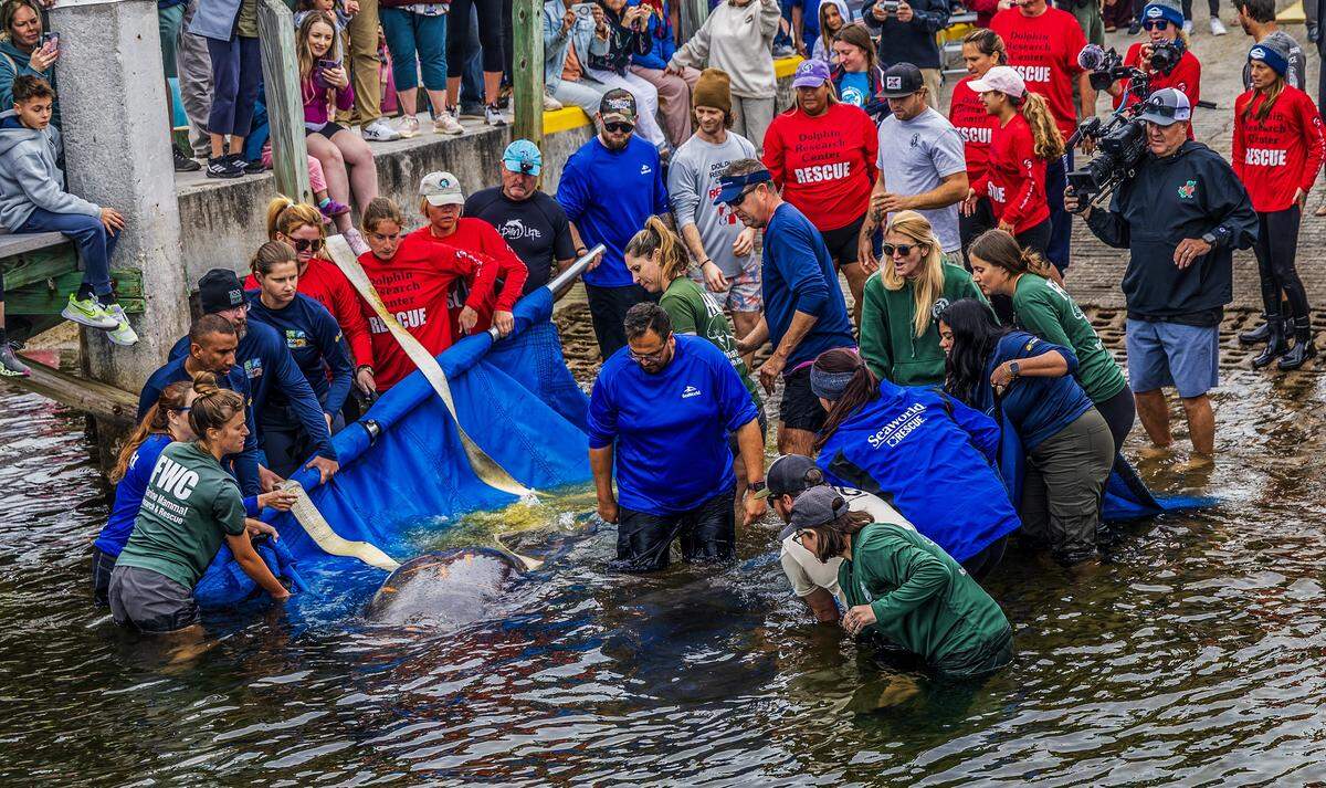 SeaWorld Orlando staff and biologists and volunteers with the Florida Fish and Wildlife Conservation Commission deliver a manatee and her calf back to the wild at John Pennekamp Coral Reef State Park in Key Largo. The pair was rescued from the Keys in May 2025 because the mother was badly tangled in fishing line. They were rehabilitated at SeaWorld, on Wednesday, January 28, 2026.