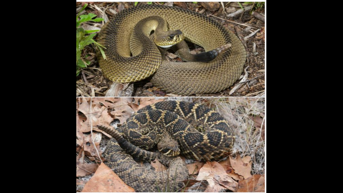 The top photo is of the rare "patternless" eastern diamondback rattlesnake found in Florida and the bottom photo is what it's supposed to look like. Big difference. 